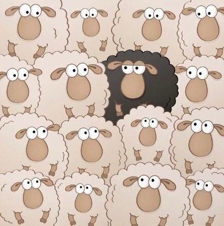 one black sheep amongst sheep